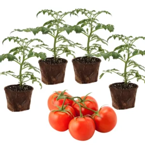 Heirloom Tomato Plants Live - 4 Pack - Garden Ready - 6-8 Inch