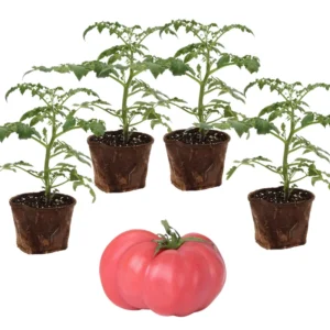 Heirloom Tomato Plants Live - 4 Pack - Garden Ready - 6-8 Inch