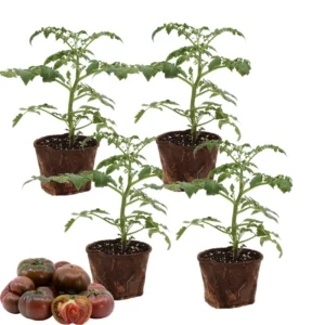 Heirloom Tomato Plants Live Set - Ready to Plant 6-8 Inch Tall