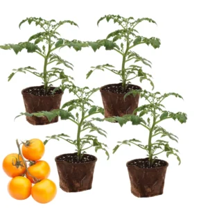 Heirloom Tomato Plants Live Set - Ready to Plant 6-8 Inch Tall