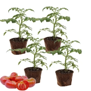 Heirloom Tomato Plants Live Set - Ready to Plant 6-8 Inch Tall