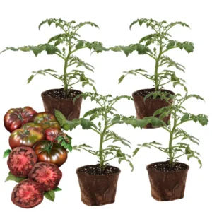 Heirloom Tomato Plants Live Set - Ready to Plant 6-8 Inch Tall