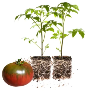 Heirloom Tomato Plants Live - Set of 2 - Ready to Plant Outdoors