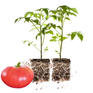 Heirloom Tomato Plants Live - Set of 2 - Ready to Plant Outdoors