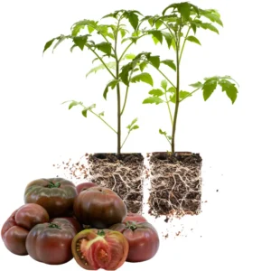 Heirloom Tomato Plants Live - Set of 2 - Ready to Plant Outdoors