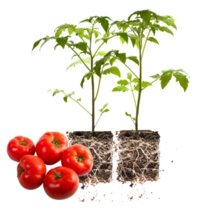 Heirloom Tomato Plants Live - Set of 2 - Ready to Plant Outdoors