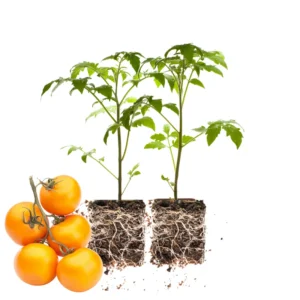 Heirloom Tomato Plants Live - Set of 2 - Ready to Plant Outdoors