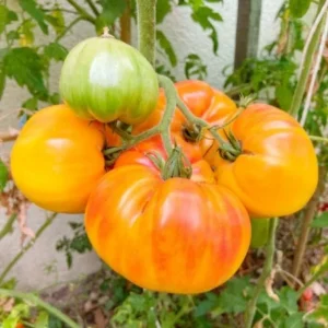 Heirloom Tomato Plants - Set of 2 Live Plants 6-10 Inches for Garden