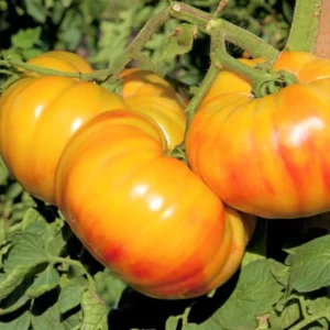 Heirloom Tomato Plants - Set of 2 Live Plants 6-10 Inches for Garden