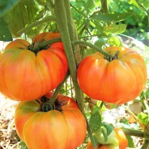 Heirloom Tomato Plants - Set of 2 Live Plants 6-10 Inches for Garden