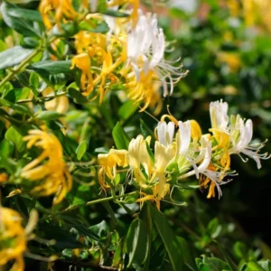 Honeysuckle Plants Live Set of 5 Gold White Vines - 2.5 Inch Pots