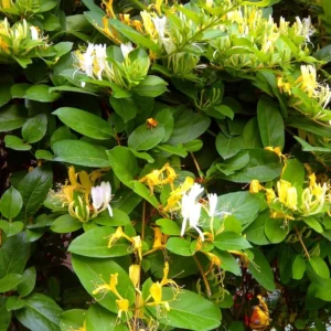 Honeysuckle Plants Live Set of 5 Gold White Vines - 2.5 Inch Pots