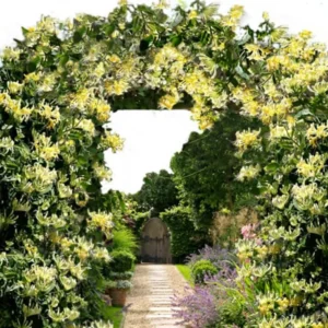 Honeysuckle Plants Live Set of 5 Gold White Vines - 2.5 Inch Pots