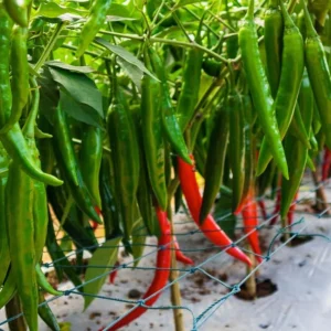 Hot Pepper Plants - 4 Red Hot Chili Peppers Live Plants Ready for Spring Planting