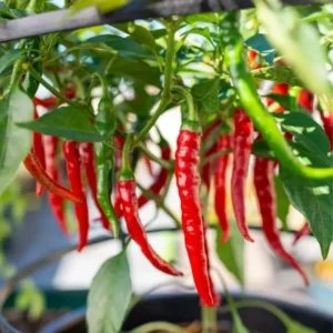 Hot Pepper Plants - 4 Red Hot Chili Peppers Live Plants Ready for Spring Planting