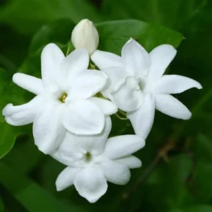 Jasmine Plants Indoor Live - 3 Maid of Orleans Blooming Jasmine Plants 4-6 Inch Tall