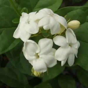 Jasmine Plants Indoor Live - 3 Maid of Orleans Blooming Jasmine Plants 4-6 Inch Tall