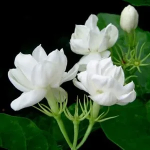 Jasmine Plants Indoor Live - 3 Maid of Orleans Blooming Jasmine Plants 4-6 Inch Tall