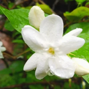 Jasmine Plants Indoor Live - 3 Maid of Orleans Blooming Jasmine Plants 4-6 Inch Tall