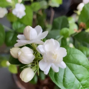 Jasmine Plants Indoor Live - 3 Maid of Orleans Blooming Jasmine Plants 4-6 Inch Tall