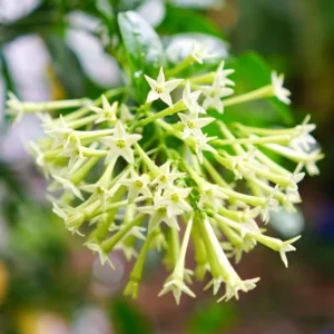 Jasmine Vine Plants Live: 2 Night Blooming Jasmine Plant Cestrum Nocturnum in Pot