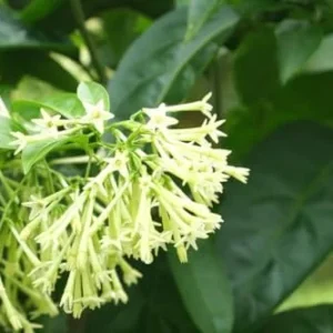 Jasmine Vine Plants Live: 2 Night Blooming Jasmine Plant Cestrum Nocturnum in Pot