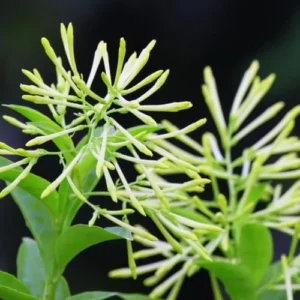 Jasmine Vine Plants Live: 2 Night Blooming Jasmine Plant Cestrum Nocturnum in Pot