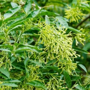 Jasmine Vine Plants Live: 2 Night Blooming Jasmine Plant Cestrum Nocturnum in Pot