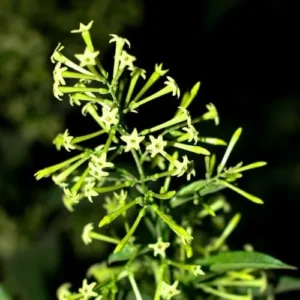 Jasmine Vine Plants Live: 2 Night Blooming Jasmine Plant Cestrum Nocturnum in Pot