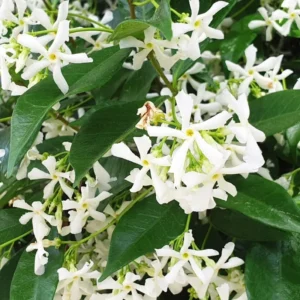 Jasmine Vine Plants Live - 2 Star Jasmine, 3-6 Inch, Indoor/Outdoor, Flowering Plant