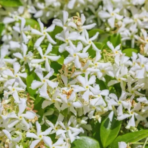 Jasmine Vine Plants Live - 2 Star Jasmine, 3-6 Inch, Indoor/Outdoor, Flowering Plant