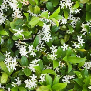 Jasmine Vine Plants Live - 2 Star Jasmine, 3-6 Inch, Indoor/Outdoor, Flowering Plant