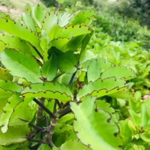 Kalanchoe Pinnata Plant Live Succulent 4-8 Inch - Mother of Thousands