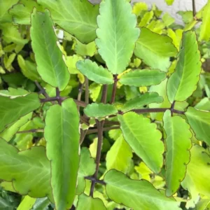 Kalanchoe Pinnata Plant Live Succulent 4-8 Inch - Mother of Thousands