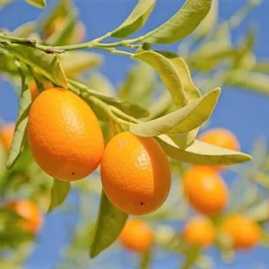 Kumquat Tree Live Plant - Nagami Variety - 4 Inch Pot - Easy Grow