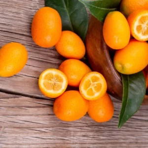 Kumquat Tree Live Plant - Nagami Variety - 4 Inch Pot - Easy Grow