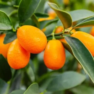 Kumquat Tree Live Plant - Nagami Variety - 4 Inch Pot - Easy Grow