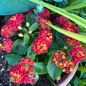 Lantana Plants 2-Pack, 4-Inch Pots, Colorful Outdoor Fragrant Flowers