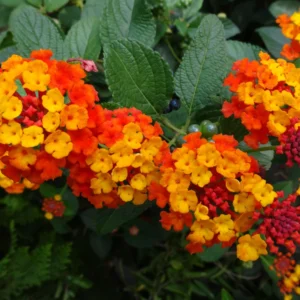 Lantana Plants Live Set - 4 Pack, 6-7 Inches, Orange Blooms, Perennial