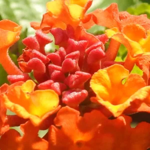 Lantana Plants Live Set - 4 Pack, 6-7 Inches, Orange Blooms, Perennial