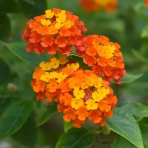 Lantana Plants Live Set - 4 Pack, 6-7 Inches, Orange Blooms, Perennial