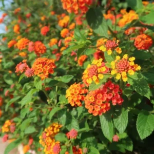 Lantana Plants Live Set - 4 Pack, 6-7 Inches, Orange Blooms, Perennial