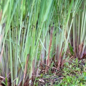 Lemon Grass Live Plant Set of 2 - 4 Inch Potted Lemongrass