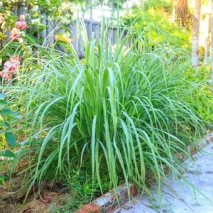 Lemon Grass Live Plant Set of 2 - 4 Inch Potted Lemongrass