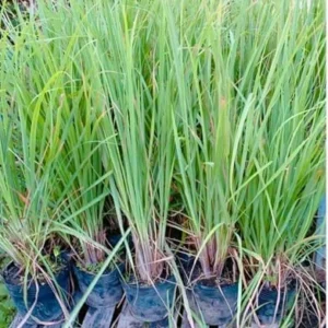 Lemon Grass Live Plant Set of 2 - 4 Inch Potted Lemongrass