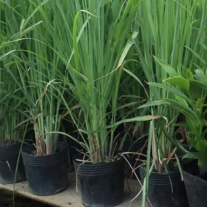 Lemon Grass Plant Live - Culinary Herb Starter Plant - 4-8 Inches