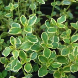 Lemon Thyme Plants Live 4 Pack - Variegated Thyme Ground Cover Indoor Outdoor