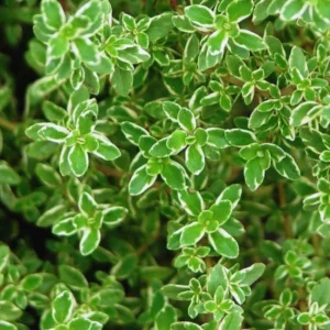 Lemon Thyme Plants Live 4 Pack - Variegated Thyme Ground Cover Indoor Outdoor