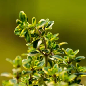 Lemon Thyme Plants Live 4 Pack - Variegated Thyme Ground Cover Indoor Outdoor