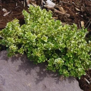 Lemon Thyme Plants Live - 6 Pack Variegated Thyme Ground Cover Indoor Outdoor